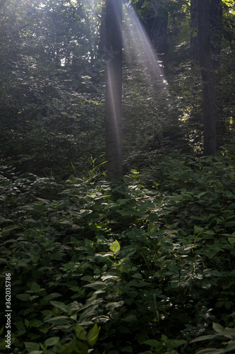 sun rays in the forest