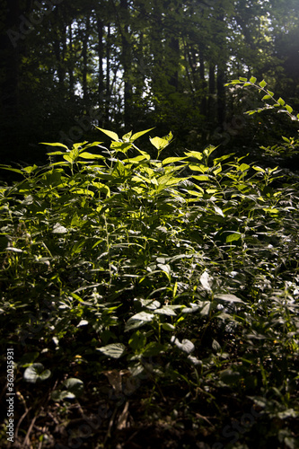 morning in the forest