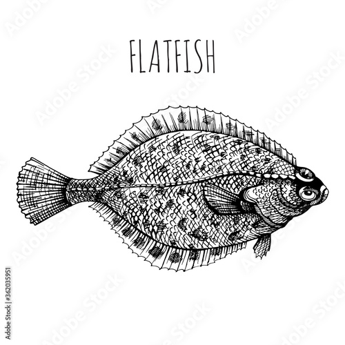 Flounder, flatfish, plaice. Sea fish. Hand-drawn sketch vector. Vintage style. Fish and seafood products.