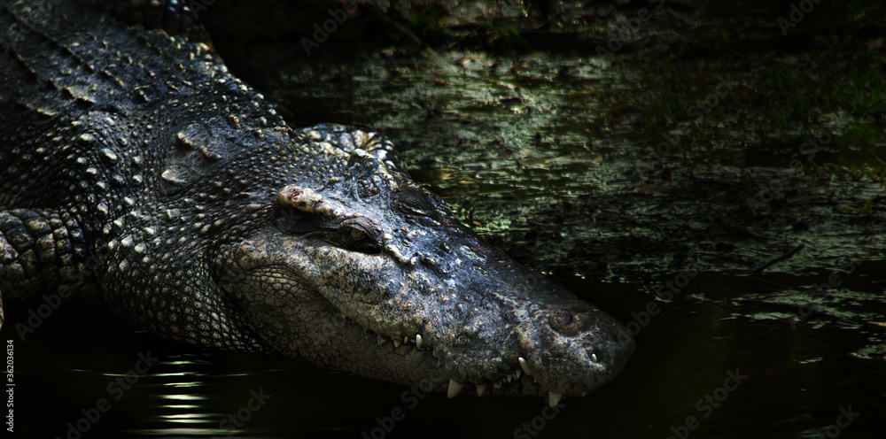 dangerous alligator swamp on dark water dangerous alligator swamp on dark water