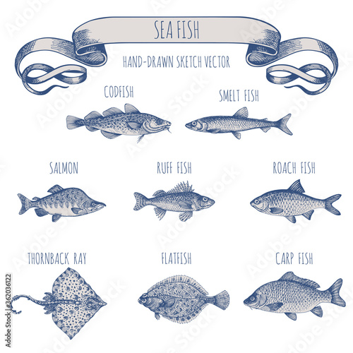 Ruff, thornback ray, carp, salmon, roach, cod, smelt, plaice. Sea fish. Hand-drawn sketch vector. Vintage style. Fish and seafood products.