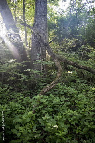 tree in the forest