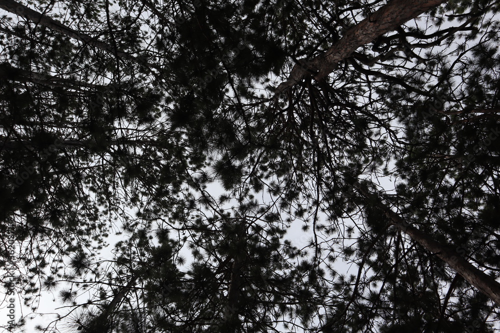 Plants