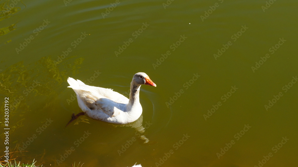 Obraz premium SONY DSC