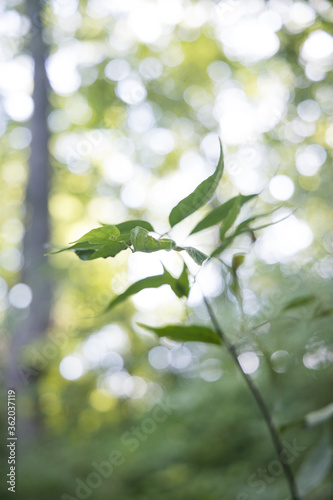 green leaves in sunlight