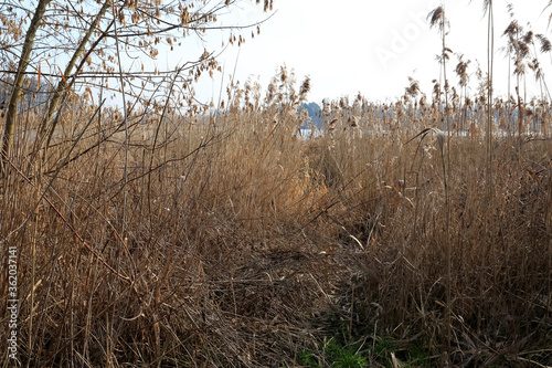 Dense reed grasses grow on the riverbank