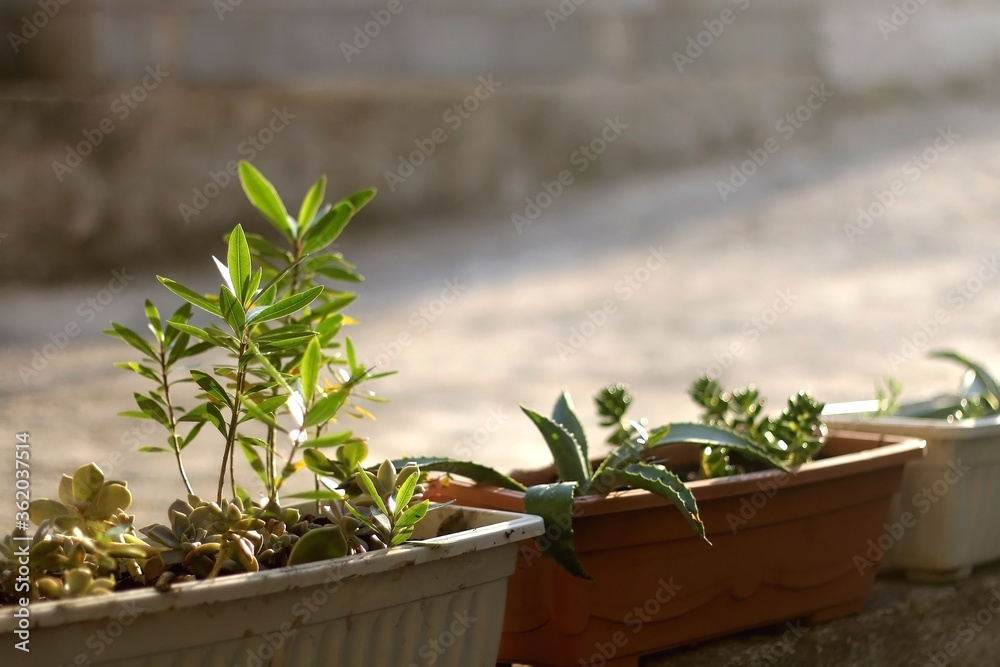 Potted plants and succulents in the garden, illuminated by sunlight. Selective focus.