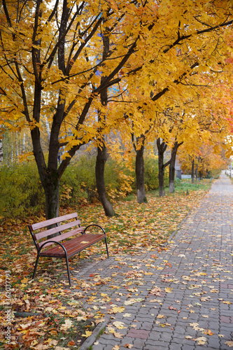 Walking path stretched into the distance strewn with colorful maple leaves. Empty bench on a walkway surrounded by trees. Autumn concept © goodmoments