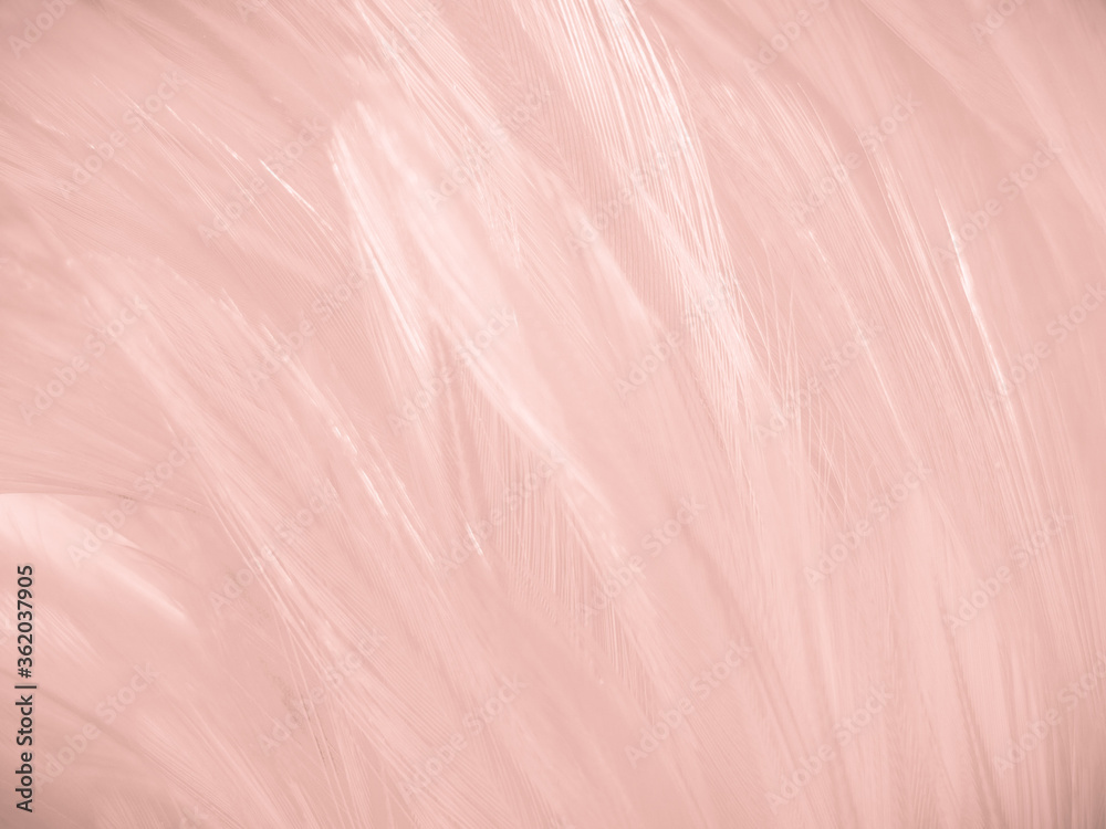Fototapeta premium Beautiful abstract white and pink feathers on white background and soft white feather texture on pink pattern and pink background, feather background, pink banners