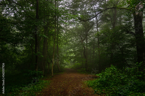 Misty morning in summer forest