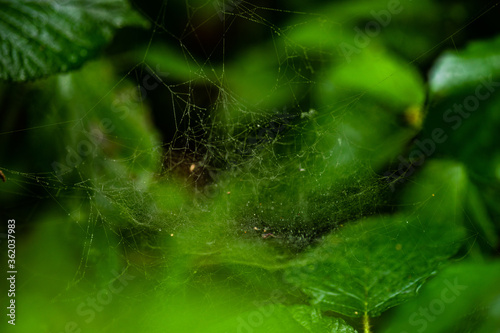 Web of spider among green leaves