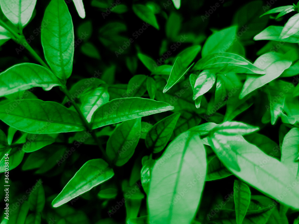 Beautiful abstract color black and green flowers on dark background and dark graphic white flower frame and green leaves texture, green background, colorful graphics banner Beautiful abstract color black and green flowers on dark background and dark graphic white flower frame and green leaves texture, green background, colorful graphics banner