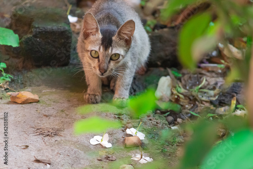 a brawon cat is ready to run! photo