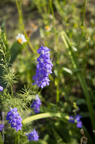 blue flowers in the garden