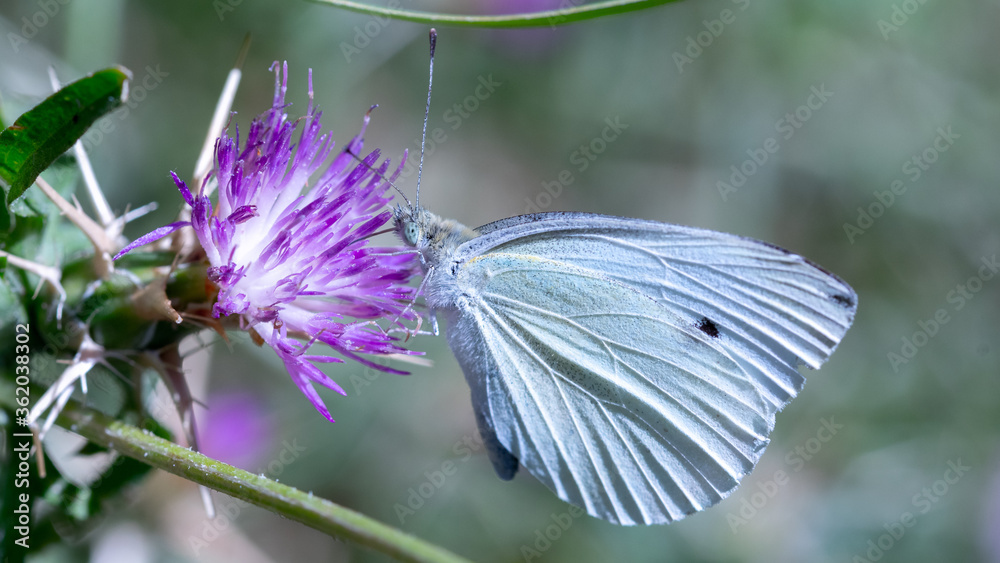 White butterfly feeding on thistle flower White butterfly feeding on thistle flower