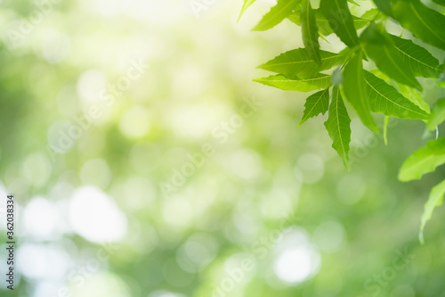 Concept nature of green leaf on blurred bokeh with copy space using as background natural, abstract background, greenery background, fresh wallpaper.