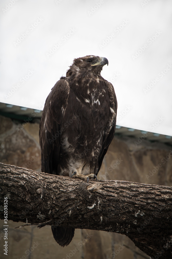 Nature. Bird, animal. Reserve, Teberda, Russia 2015 Nature. Bird, animal. Reserve, Teberda, Russia 2015