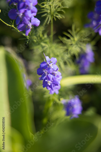 close up of a lilac