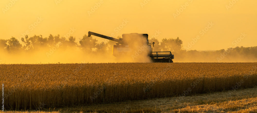 Naklejka premium Combine harvester in a cloud of dust during harvesting