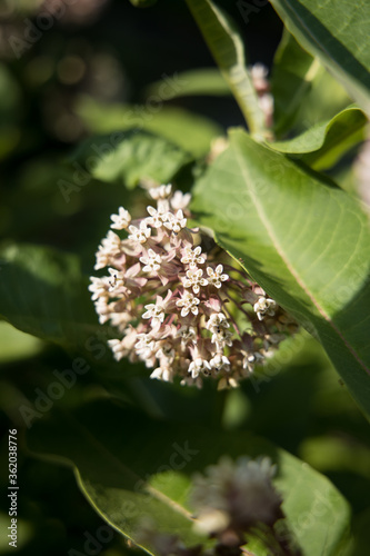 apple tree blossom