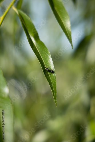 ant on a leaf