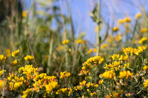 Bright yellow flowers in green grass against a blue sky. With blurry background