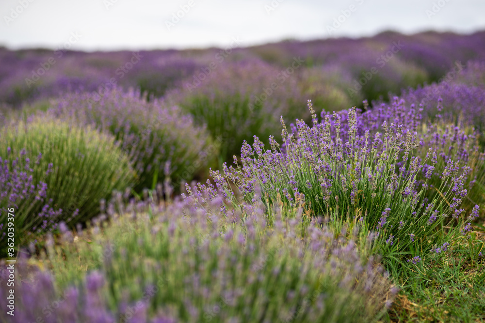 Obraz premium Summer landscape with flowering lavender meadow