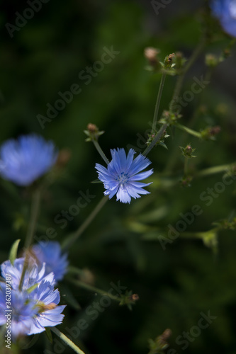 blue flower on green background