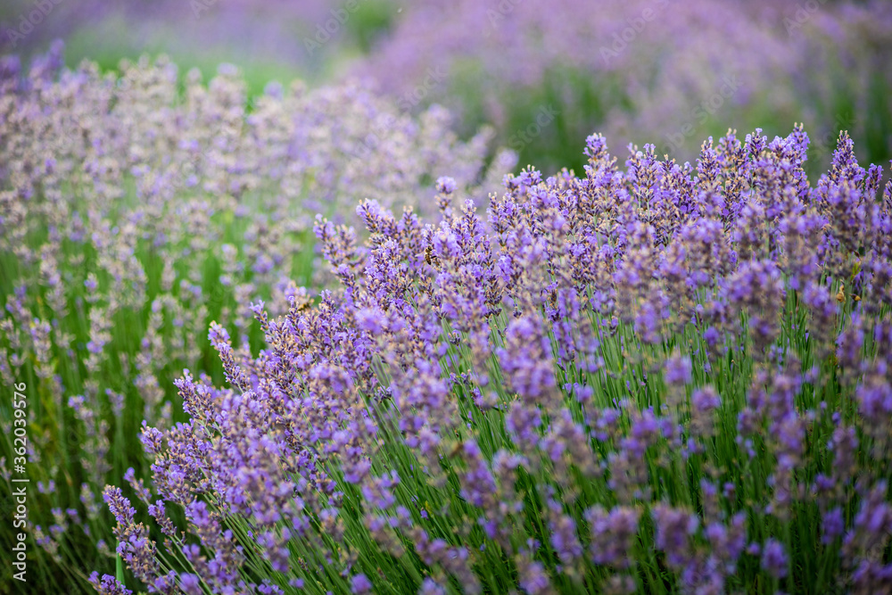 Summer landscape with flowering lavender meadow Summer landscape with flowering lavender meadow