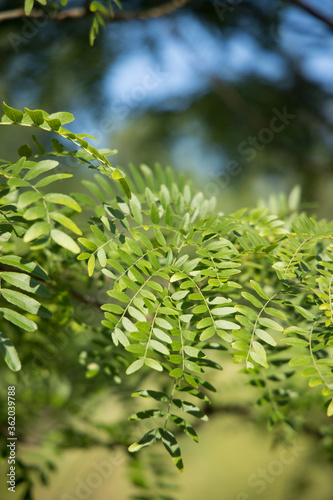 green fern leaves