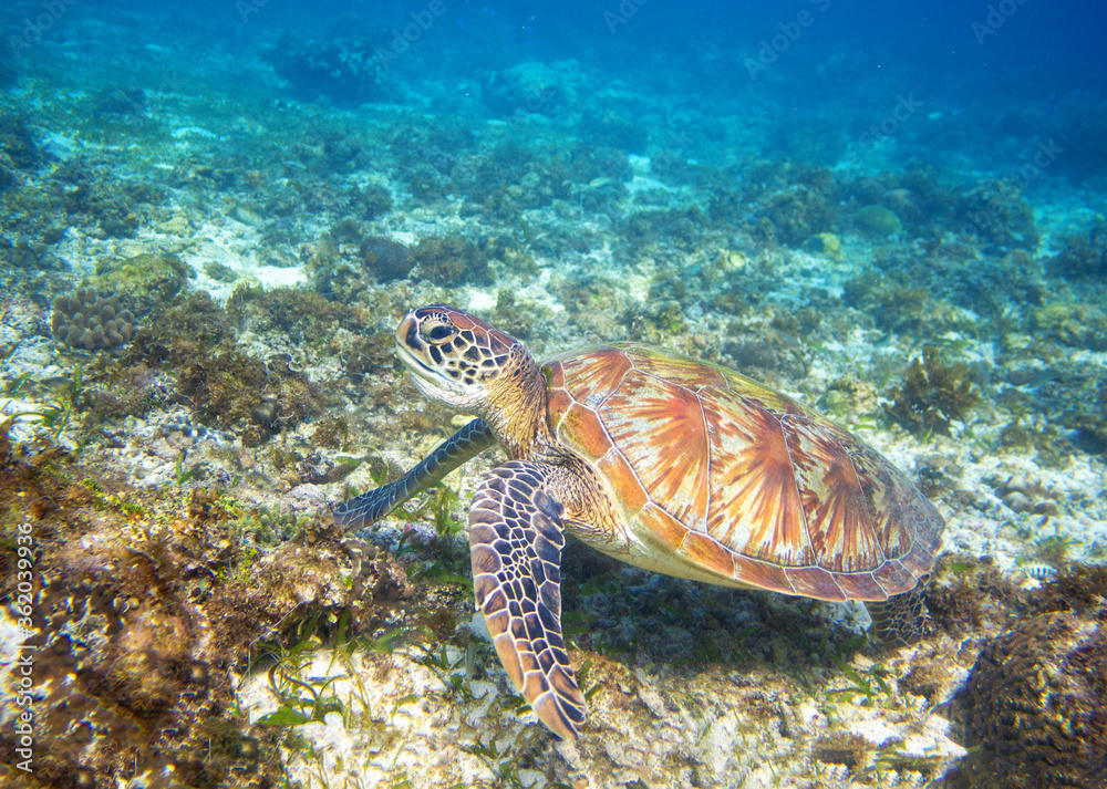Sea turtle in marine shore swim to water surface. Sea Tortoise portrait. Endangered animal underwater photo