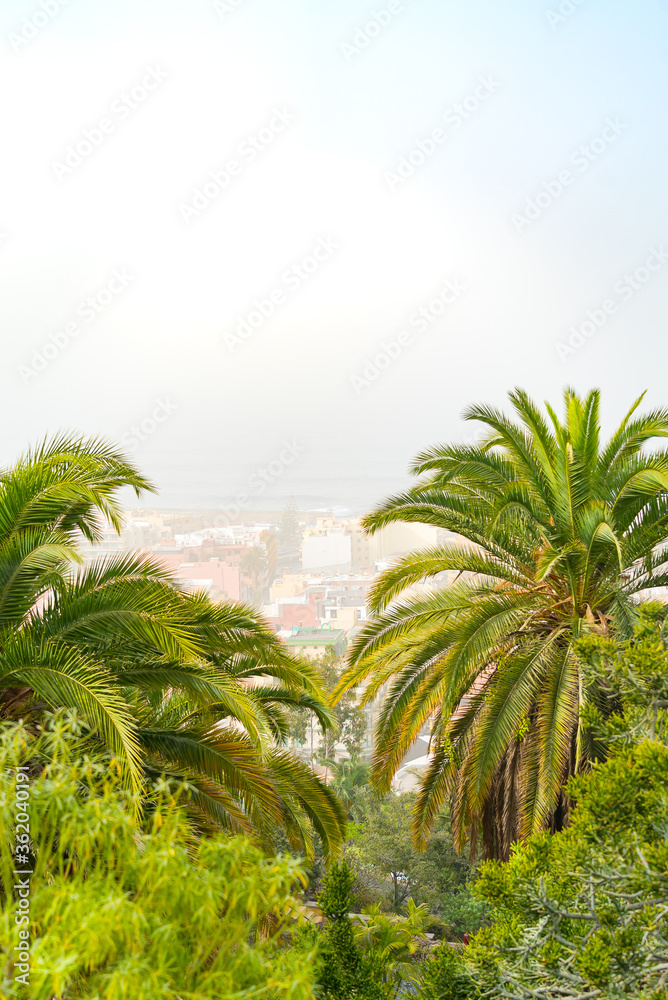 Sand storm against palm trees and cactus. Mist with sand and dust from Africa. Calima on Canary Islands. Tenerife, Puerto de la Cruz.