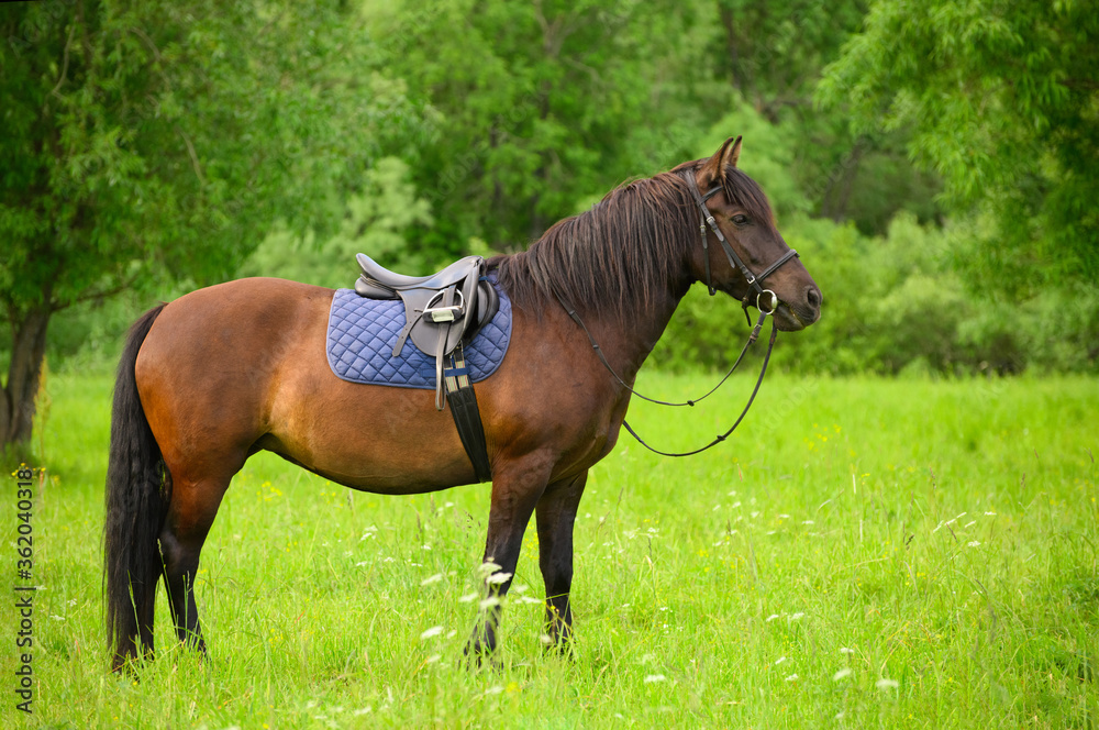 Φωτογραφία The saddled bay horse is standing in the grass against the background of green trees
