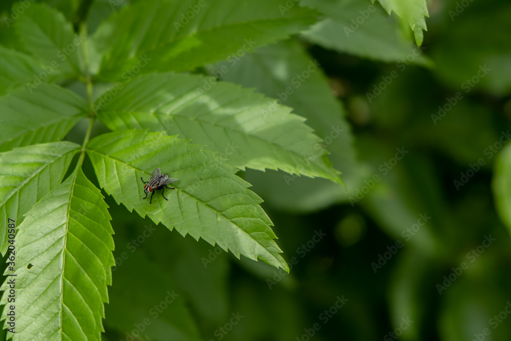Flies perched on green leaves Flies perched on green leaves