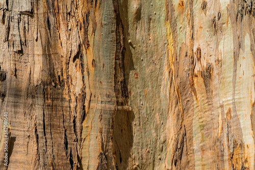 Natural background of eucalyptus gumtree bark. Closeup of trunk. Tenerife, Canary islands
