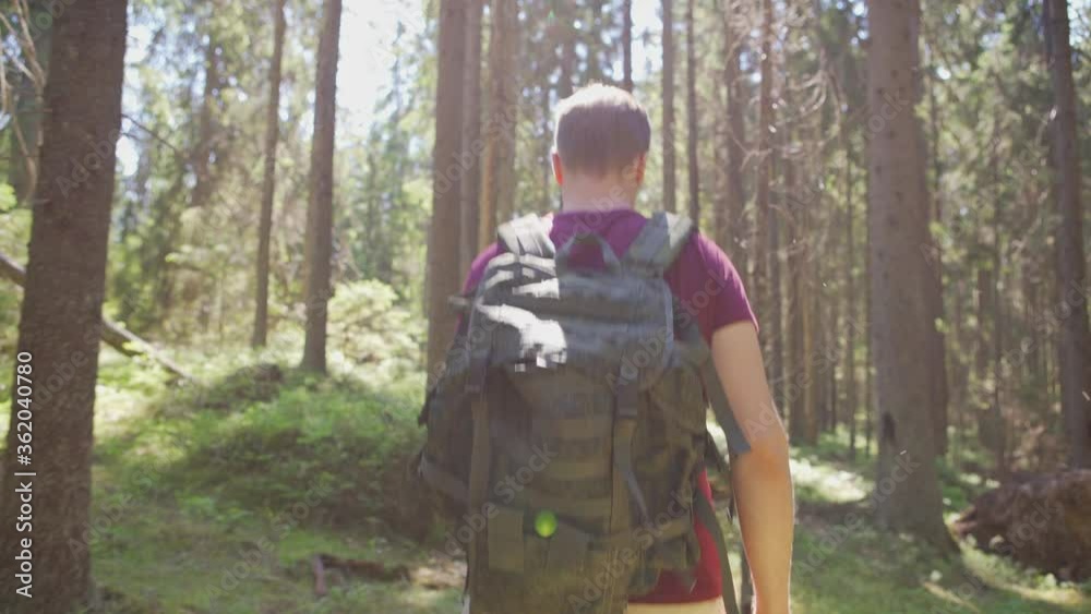 Tilt up back view follow shot of middle aged hiker walking in forest and looking around exploring nature in sunlight Tilt up back view follow shot of middle aged hiker walking in forest and looking around exploring nature in sunlight