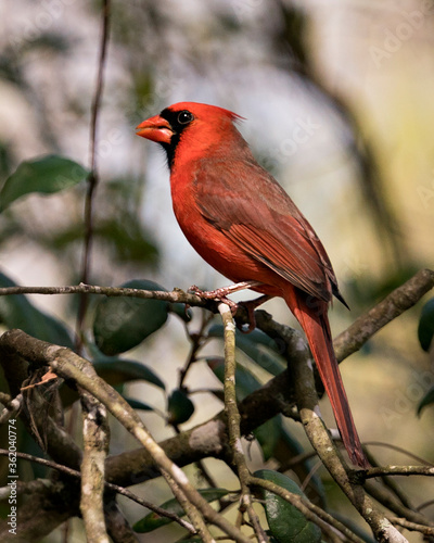Cardinal Male Stock Photos. Image. Portrait. Picture. Perched with bokeh background. Close-up side profile view.