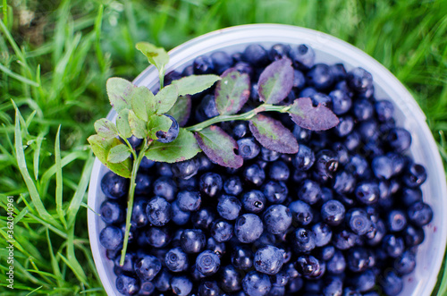 Blueberries in a transparent bowl on green grass. Fresh harvest of blueberries