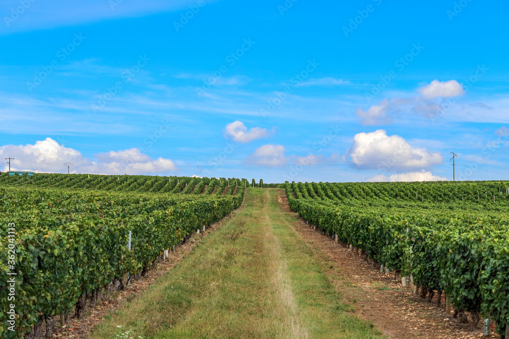 Weinanbau in der Bourgogne Weinanbau in der Bourgogne