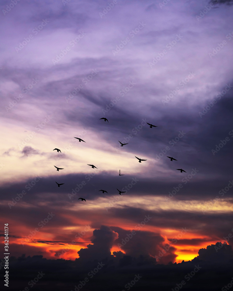 birds flying over the sunset
