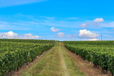 Weinanbau in der Bourgogne