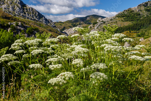 Seseli libanotis white flowering plant in mountain valley. Moon carrot. Cantabrian Mountains, Leon, Spain. photo