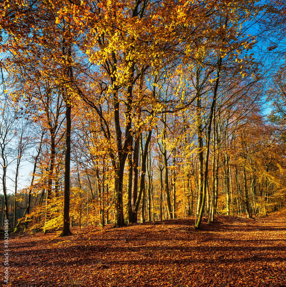 Obraz premium Colorful Forest of Beech Trees under blue sky in Fall, Leafs Changing Colour