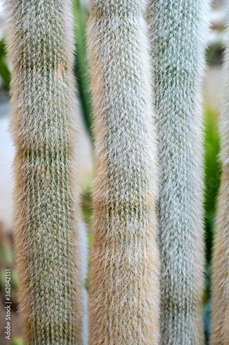 Silver torch cactus plant - latin Cleistocactus strausii - also known as Silver torch or Wooly torch, native to mountainous Bolivia, in a botanical garden Central-American exhibition photo