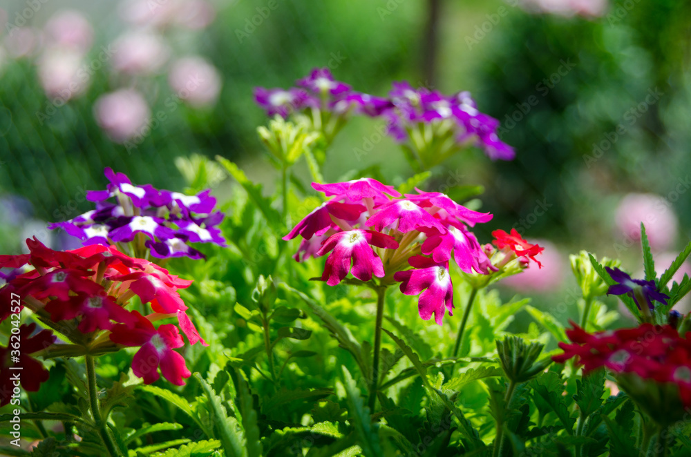 Blooming verbena on a background of greenery Blooming verbena on a background of greenery