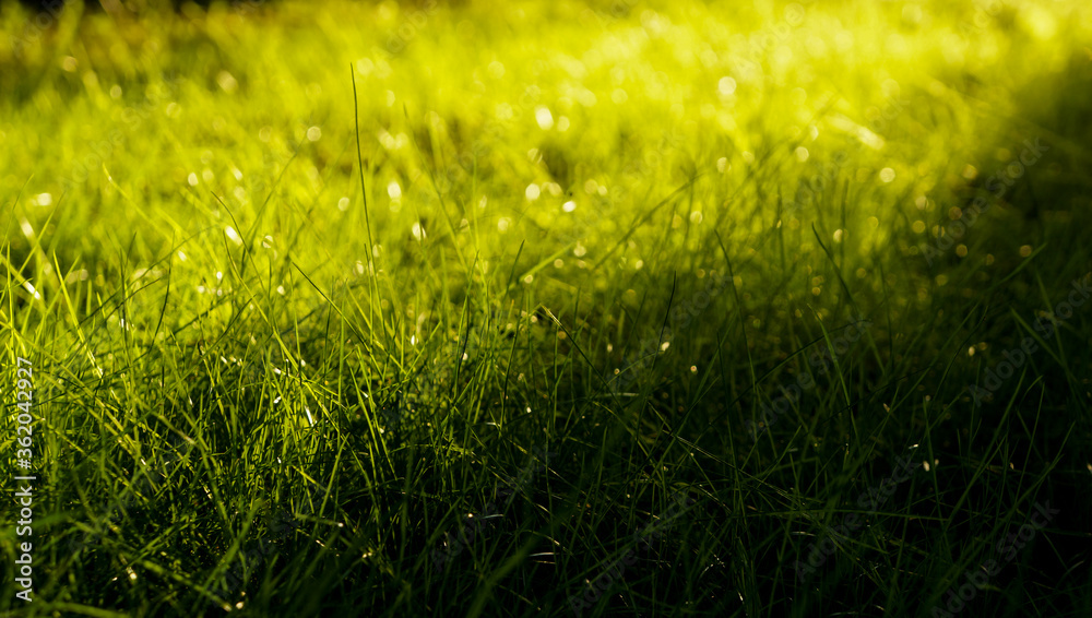 Fototapeta premium Grass field at sunset with warm sunlight and shadow in summer