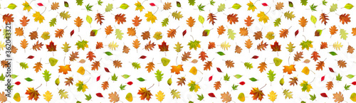 Image of autumn leaves on a white background.