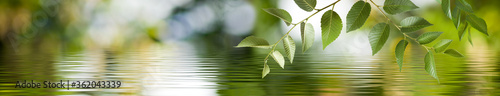 Image of a branch with leaves above the surface of the water. Wide format.