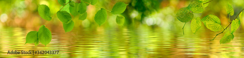 Photography Image of a branch with leaves above the surface of the water