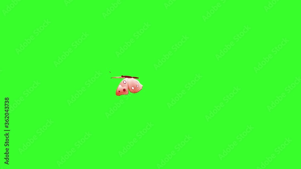 Animated colorful beauty butterfly on green screen chroma key Animated colorful beauty butterfly on green screen chroma key